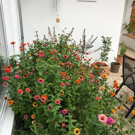 Sokograd Royal アパート