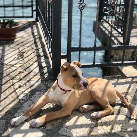 Apartament Sokograd Royal Sipovo