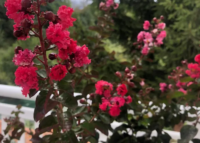 Apartament Sokograd Royal Sipovo