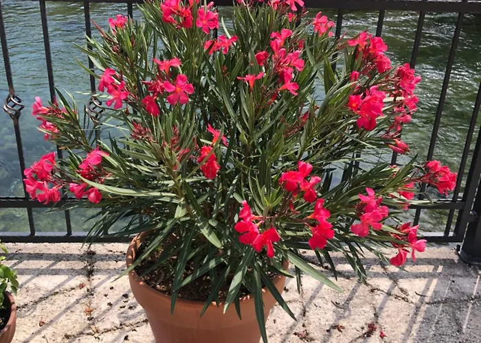 Apartament Sokograd Royal Sipovo