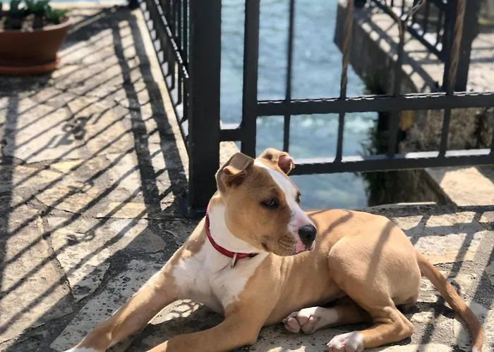 Appartement Sokograd Royal Sipovo